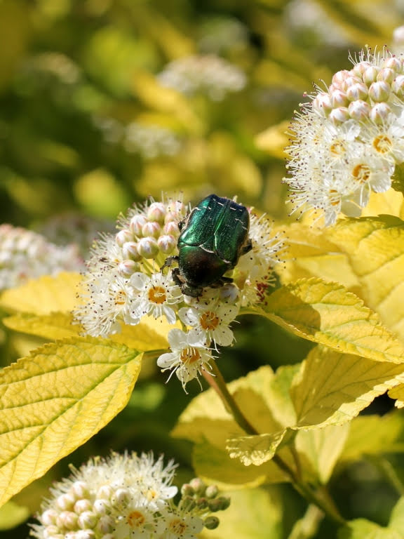 Pęcherznica kalinolistna 'Luteus'