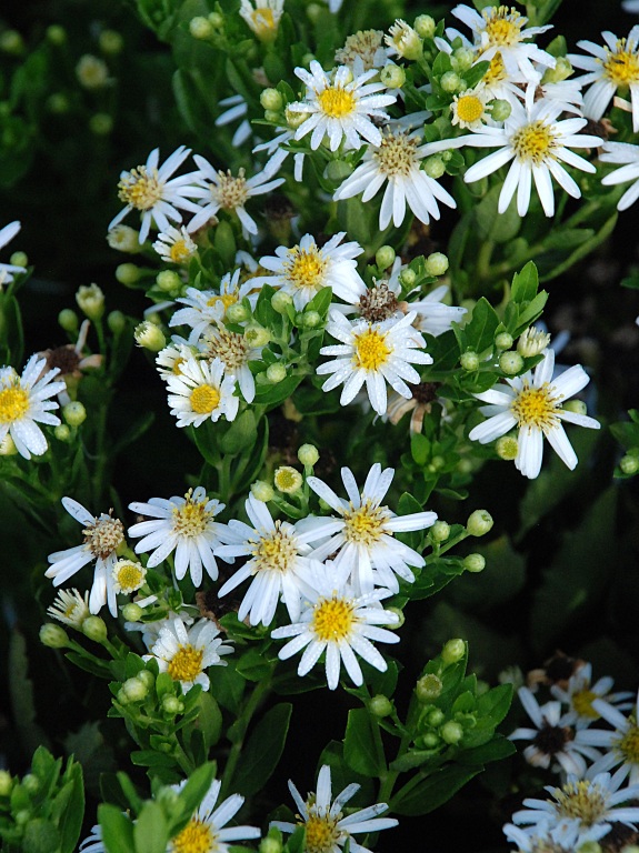 Aster żeniszkowaty 'Starshine'