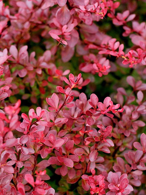 Berberys Thunberga 'Atropurpurea Nana'