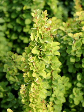 Berberys Thunberga 'Erecta' zielone liście w lecie