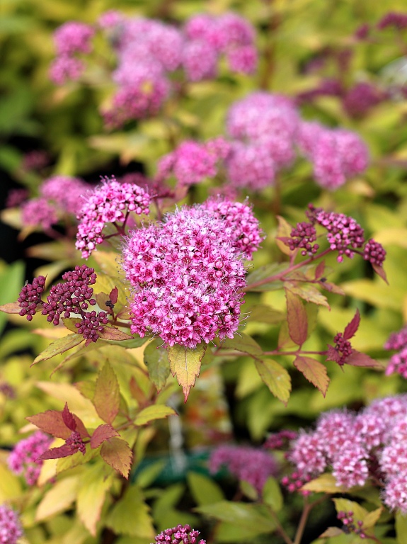 Tawuła japońska 'Magic Carpet' PBR