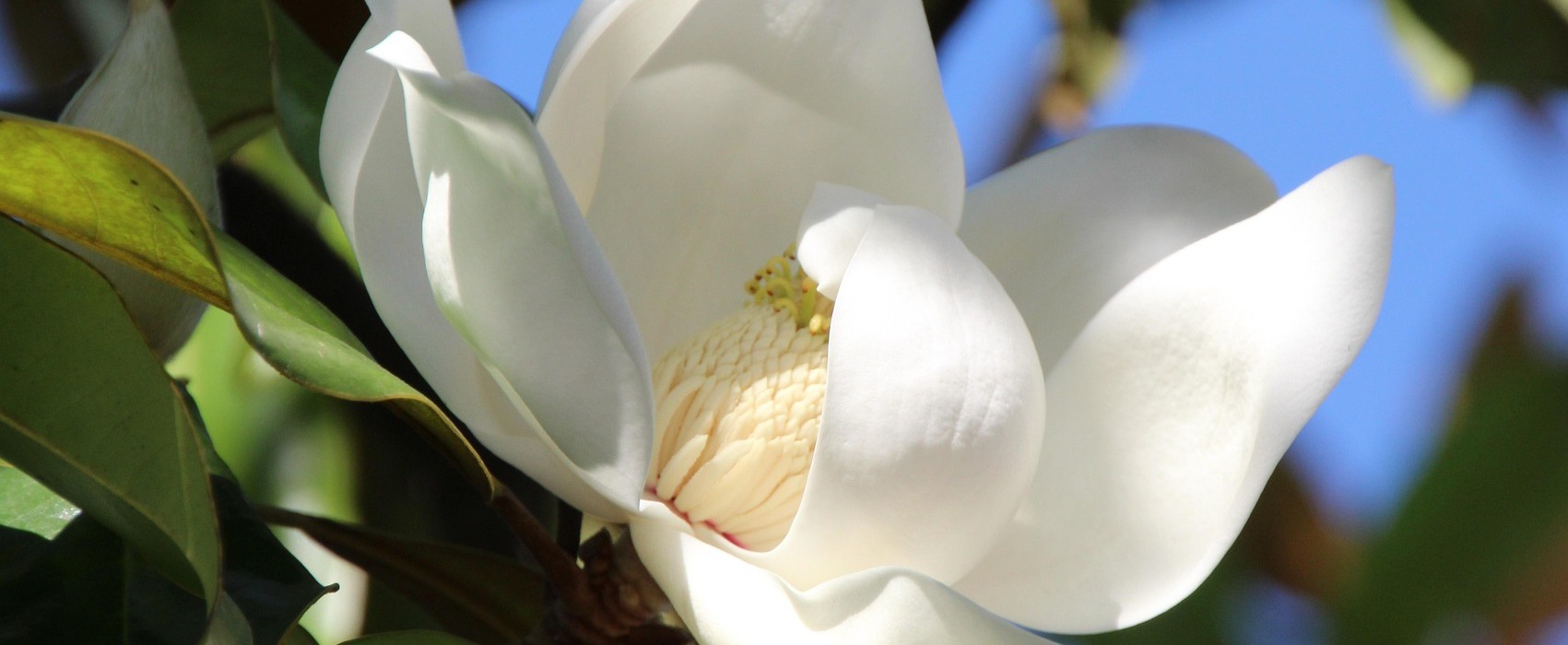 Zimozielona magnolia