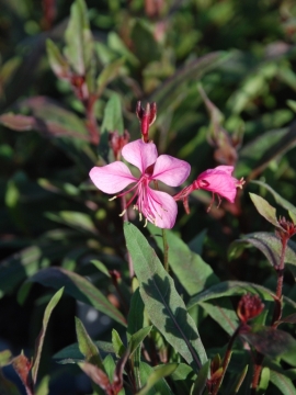 gaura_flamingo_pink.JPG