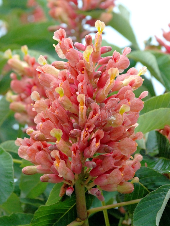 Kasztanowiec krwisty 'Rosea Nana'